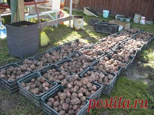 Чем удобрять картофель. Внесение полуперепревшего навоза или компоста (40-50…