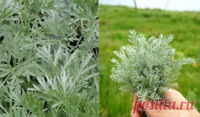 Пoлин тpеба збирати в травні – казала моя бабуся. Саме тоді він має найбільшу силу. Уже багато років я так роблю. – Доброта