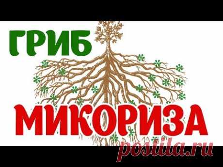 Микориза. Повышаем урожайность. Невероятная польза Микоризы. На фотографиях видно, как реагируют растения ростом и увеличением корневой системы после примене...