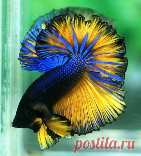 Sky Hawk Halfmoon | ANIMALS~Underwater Creatures