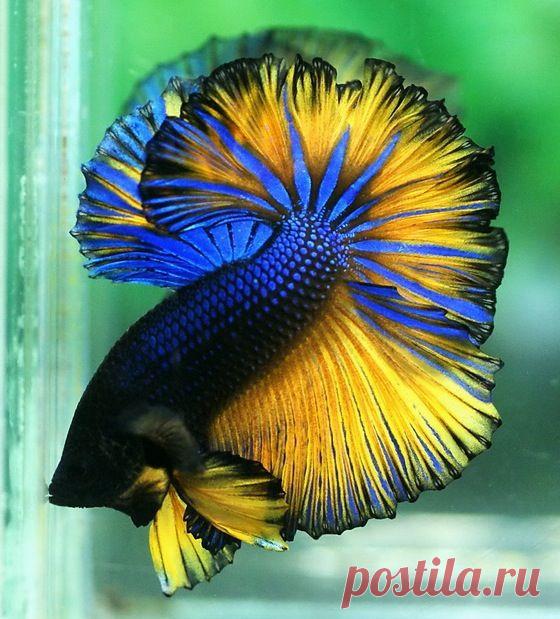 Sky Hawk Halfmoon | ANIMALS~Underwater Creatures