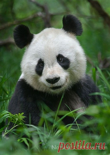 Set of quantity 5: Panda Portrait Photo Card by NaturesInteraction