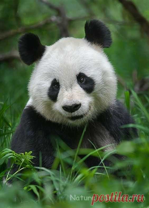 Set of quantity 5: Panda Portrait Photo Card by NaturesInteraction