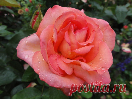 Смоник — «DSC03160.JPG» на Яндекс.Фотках