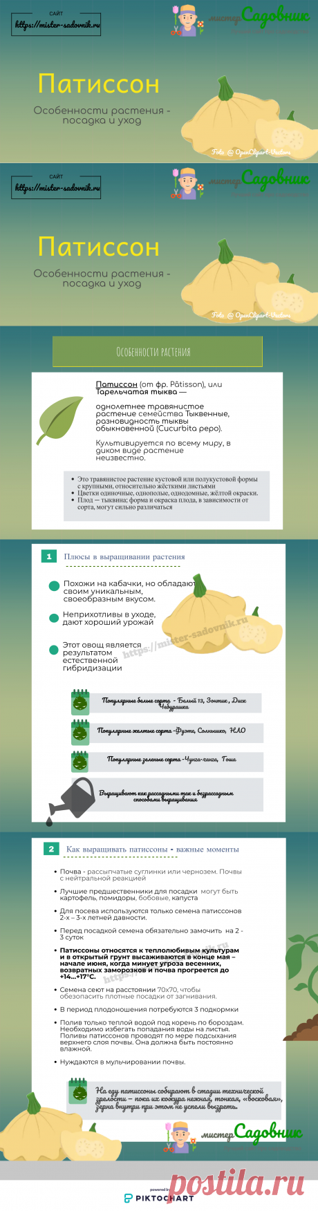 Как выращивать патиссоны из семян в открытом грунте и на рассаду