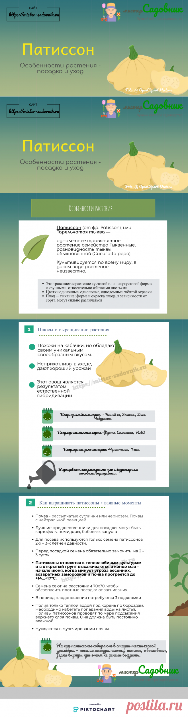 Как выращивать патиссоны из семян в открытом грунте и на рассаду