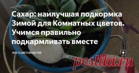 Сахар: наилучшая подкормка Зимой для Комнатных цветов. Учимся правильно подкармливать вместе Комнатные растения нуждаются в постоянном уходе. Зимой ли, летом ли, им необходимо внимание и питание. И моя подруга права в том, что зимой не следует давать растениям много энергии для роста.

 То есть, им не нужно вносить азотные удобрения, которые могли бы вызвать сильное увеличение зеленой массы, но из-за недостатка света вытянулись и потратили много сил.