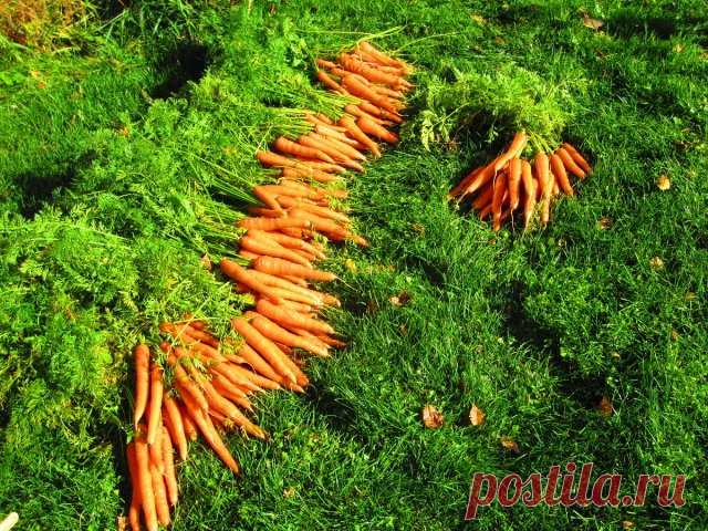 Все о выращивании моркови – подробная инструкция для начинающих | Морковь, свекла, редис (Огород.ru)