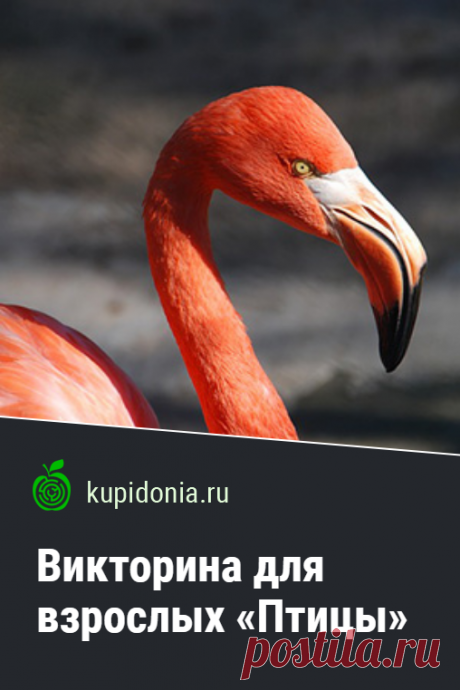 Викторина для взрослых «Птицы». Интересный тест о птицах и серии о животных. Пройдите тест на сайте и проверьте свои знания!