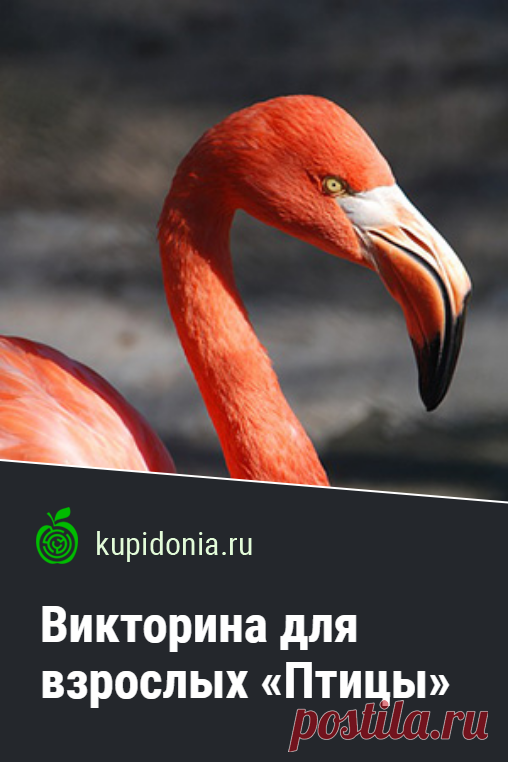 Викторина для взрослых «Птицы». Интересный тест о птицах и серии о животных. Пройдите тест на сайте и проверьте свои знания!