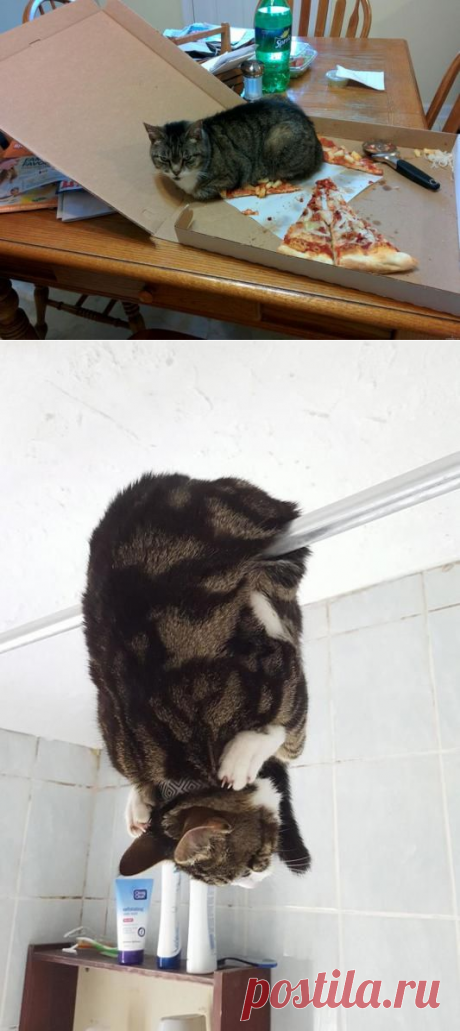 Странная кошачья логика, которую человеку никогда не постичь