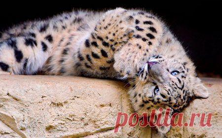 Забавные животные / Питомцы