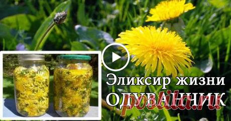 Он лечит аллергию, кисты и ещё 50 болезней, выводит токсины из печени, лимфатической системы и желчного пузыря!