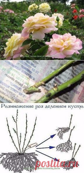 СЕКРЕТ УКОРЕНЕНИЯ ЧЕРЕНКОВ РОЗ В ГАЗЕТЕ!