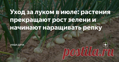 Уход за луком в июле: растения прекращают рост зелени и начинают наращивать репку А чтобы эта самая репка выросла сладкой, сочной, и, главное, крупной, да и хранилась потом хорошо, нам с вами нужно помочь растениям быстрее перестроиться – ведь уже через 3-4 недели придет пора сбора урожая. Словом, июль – «финишная прямая» для этой культуры.