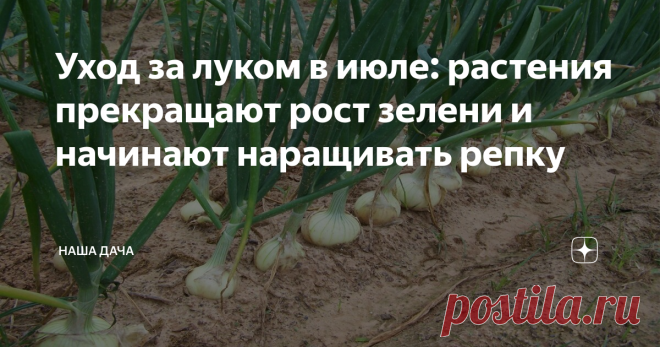 Уход за луком в июле: растения прекращают рост зелени и начинают наращивать репку А чтобы эта самая репка выросла сладкой, сочной, и, главное, крупной, да и хранилась потом хорошо, нам с вами нужно помочь растениям быстрее перестроиться – ведь уже через 3-4 недели придет пора сбора урожая. Словом, июль – «финишная прямая» для этой культуры.