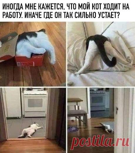 Просто он работает котом.