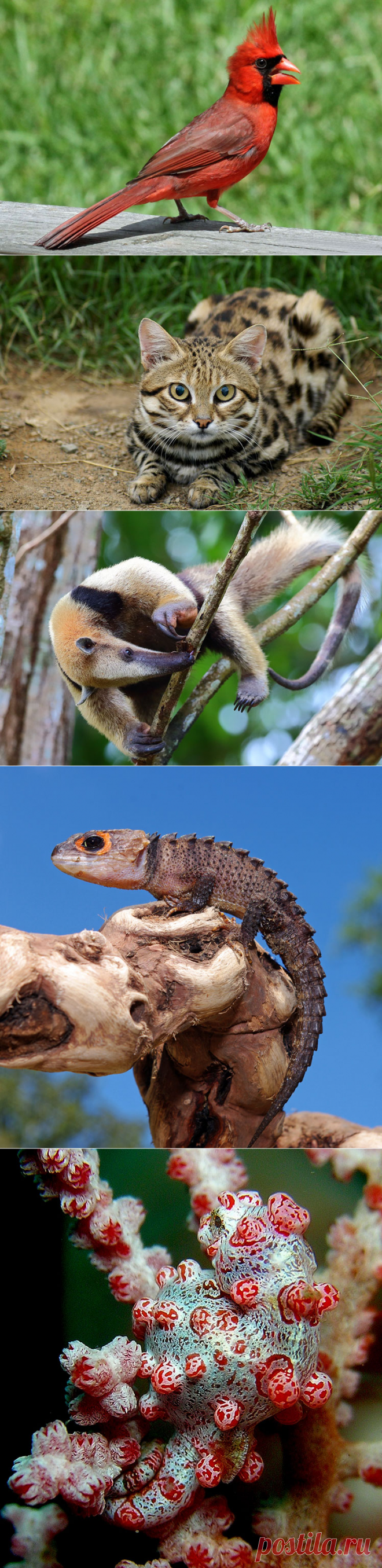 Самые необычные животные в мире (часть 54)