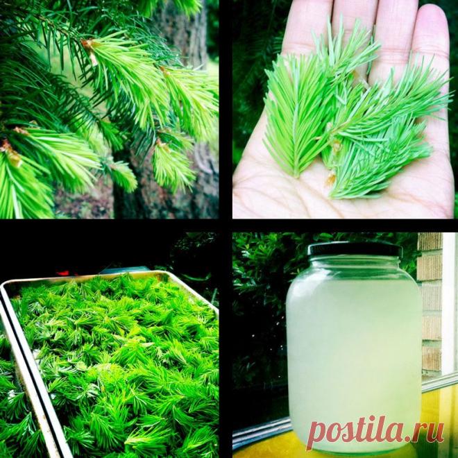 Целебный эликсир молодости профессора Ефимова