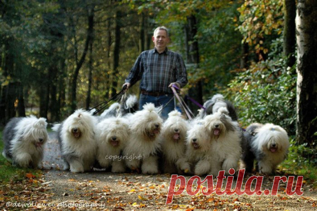 Отличная банда / Питомцы