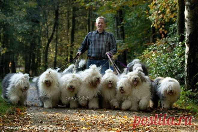 Отличная банда / Питомцы