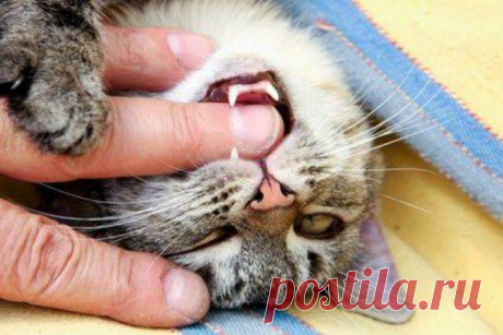 15 способов, которыми кот признается вам в любви | Дай лапку