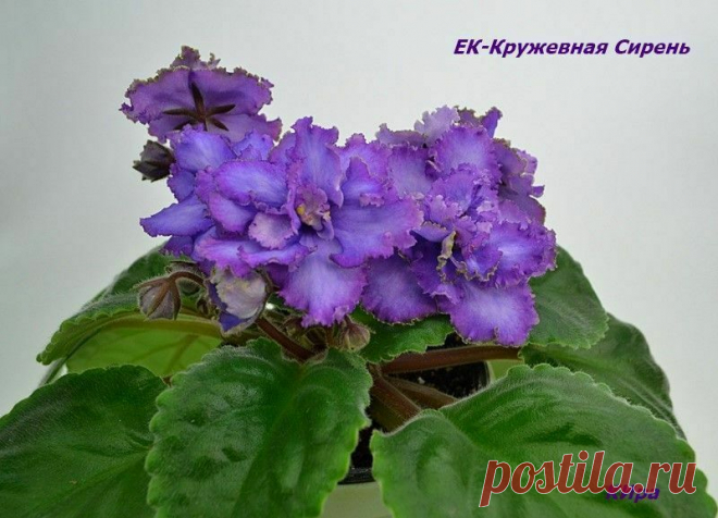 african violet LEAF EK- kruzhevnaya siren (LACEY LILAC) Russian | eBay