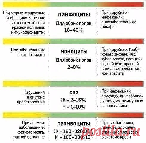 Расшифровка анализов крови.