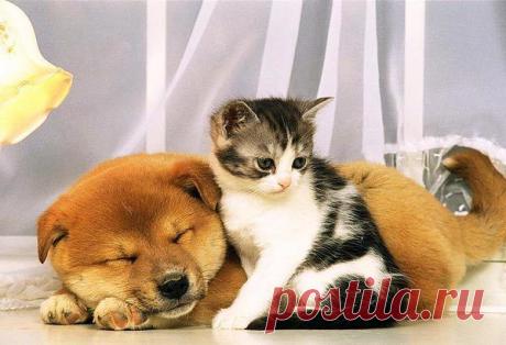 Сколько видов дружбы существует? Четыре… Есть друзья, как еда-каждый день ты нуждаешься в них. Есть друзья, как лекарство, ищешь их, когда тебе плохо. Есть друзья, как болезнь, они сами ищут тебя. Но есть такие друзья, как воздух — их не видно, но они всегда с тобой.