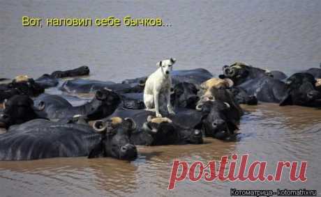 Хорошие такие бычки - крупные!
