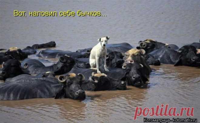 Хорошие такие бычки - крупные!