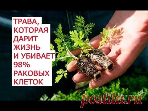 Полынь горькая Полезные свойства Применение -Здоровье и красота от природы