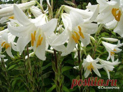 Эволюция цветовода » Селяночка - портал для фермеров, сельское хозяйство, животноводство, птицеводство, пчеловодство, земледелие, рыбоводство, грибоводство, форум фермеров