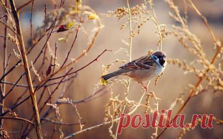 Интересные факты о тех, кто всегда рядом: о воробьях!