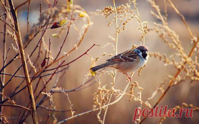 Интересные факты о тех, кто всегда рядом: о воробьях!