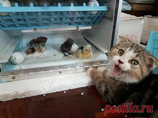 А сколько радости!