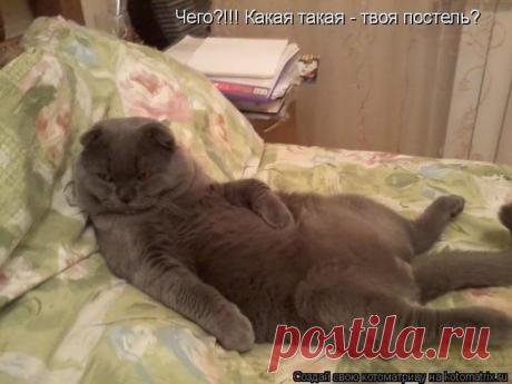 Свежая котоматрица