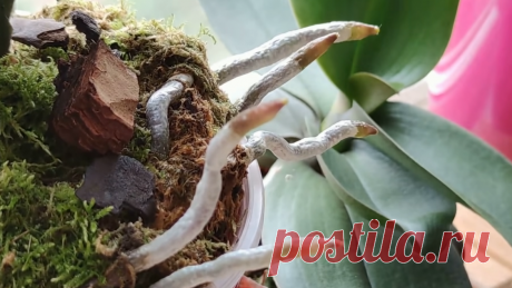 Как ухаживать за орхидеей в домашних условиях после покупки | Фазенда🌱 | Дзен