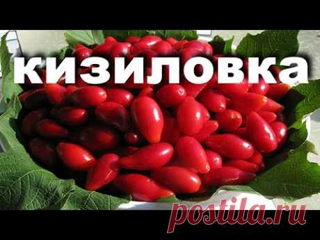 Это лучшая ягода для настойки.Рецепт Кизиловки.