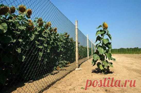 Побег удался