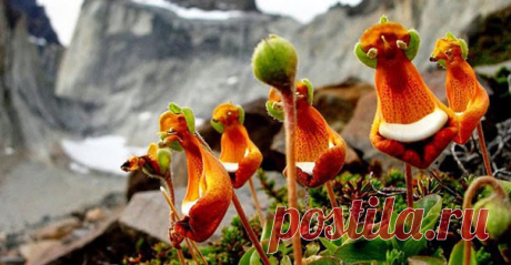 #цветы-иллюзии 
Счастливый пришелец (Calceolaria Uniflora) 

Растение Calceolaria Uniflora, или «добродушный пришелец» принадлежит к роду Кальцеолярия и растет в горах. Впервые оно было обнаружено в Южной Америке. Его цветки желто-бело-бордового цвета достигают размера 10 см. Не нужно иметь богатое воображение, чтобы разглядеть в этом растении смеющегося инопланетянина с большими глазами и зелеными ушками.