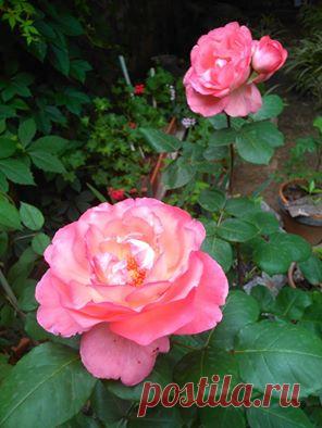 Моя любимая зацвела. Цветок огромный, ароматный. Растет в большом цветочном горшке. Калабрия.