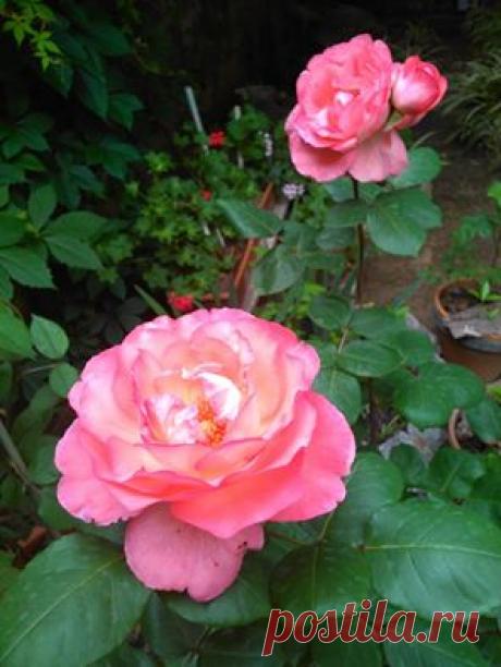 Моя любимая зацвела. Цветок огромный, ароматный. Растет в большом цветочном горшке. Калабрия.