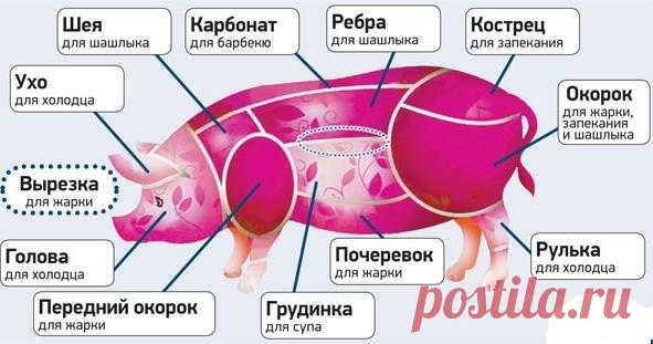 Где у свиньи почеревок , где на свиной туше находится почеревок?