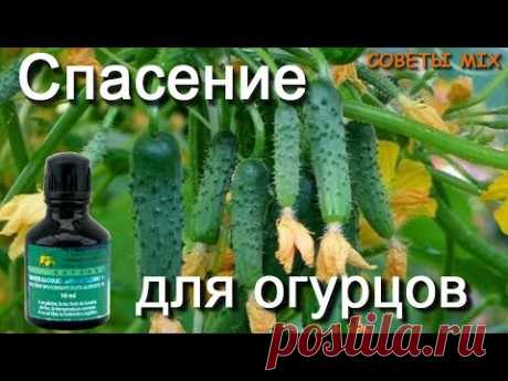 Спасение огурцов с помощью зеленки и йода Супер средство от болезней Как увеличить урожай