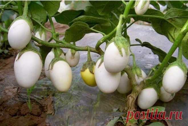 Вам знаком баклажан сорта eggplant? | 6 соток