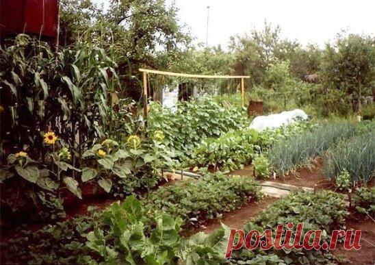 Полезные советы для дачников
•Морковь
Чтобы не привлечь морковную муху при прореживании моркови, нужно взять ведро воды и развести в нем 1 столовую ложку красного или черного молотого перца (хватит на 10 кв.м). Настаивать не нужно, лишь обрызгать морковь настоем перед прореживанием.
Если хотите получить урожай хорошей чистой моркови (без всякой гнили, заразы и т. д.) советую обязательно после второго прореживания в начале июля полить молодые растения водой (на ведро) с разведенной в ней марган