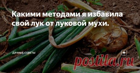 Какими методами я избавила свой лук от луковой мухи. Луковая муха – вредитель, с которым встречаются многие  огородники. Большинство дачников наверняка знают, какими проверенными  средствами стоит пользоваться, чтобы избавиться от паразита. Если  придерживаться рекомендаций, то вы сможете уничтожить не только луковых  мух, но и морковных.
Правильная посадка играет немаловажную роль, если неправильно посадить  культуру, то вредители обязательно посел