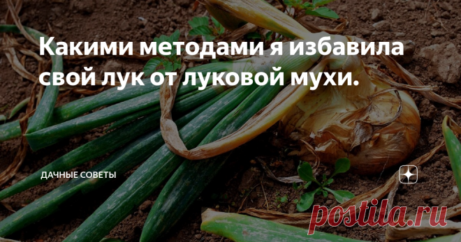 Какими методами я избавила свой лук от луковой мухи. Луковая муха – вредитель, с которым встречаются многие  огородники. Большинство дачников наверняка знают, какими проверенными  средствами стоит пользоваться, чтобы избавиться от паразита. Если  придерживаться рекомендаций, то вы сможете уничтожить не только луковых  мух, но и морковных.
Правильная посадка играет немаловажную роль, если неправильно посадить  культуру, то вредители обязательно посел