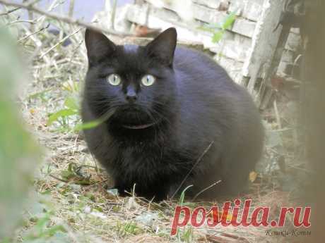 Еще один день, посвященный чёрным кошкам… | Кошки &amp; Коты
27 октября – Кошки каждый день – Нина Стрелкова, автор текста и фото ✨

Еще один день, посвященный чёрным кошкам. Да, такой день в году не один, в разных странах его проводят в разное время...